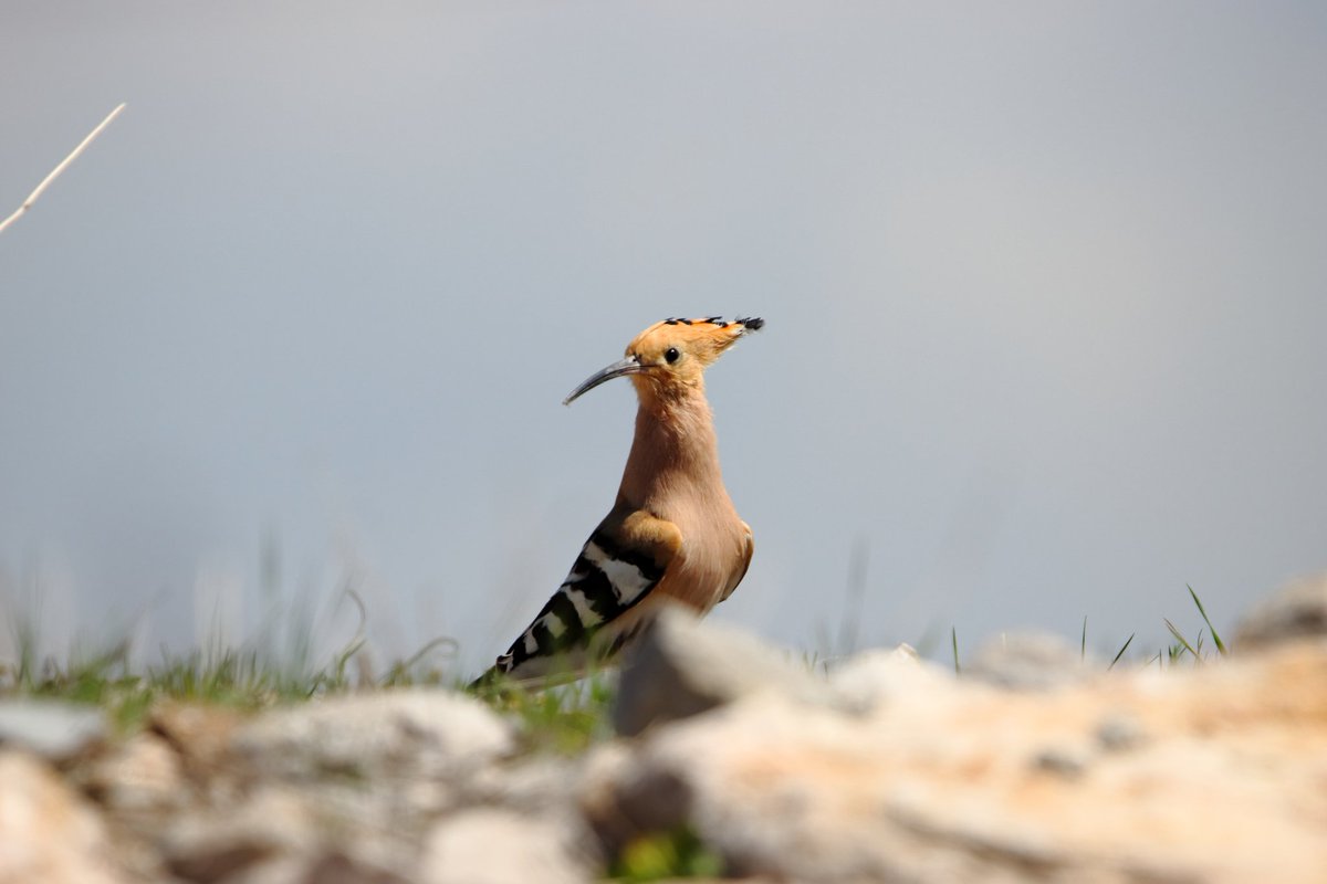 İbibik Kuşu
#hangitür #trakuş #birds #BIRDSTORY #BirdsNurturing #birdwatching #wildlifephotography #wildlife #wildlifelover #canonphotographer #canon90d #canon70300mm #sigma150600