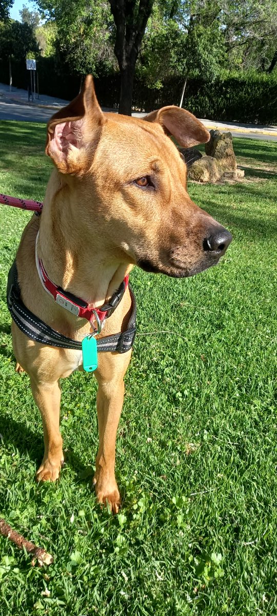 LASAnimal's tweet photo. #KAYLA
Está preciosa jovencita de casi un añito y 26 kg, cariñosa , dulce , obediente y activa , una maravillosa perrita compatible con niños y perros.
Quieres que forme parte de tu familia ?
adopcion.lasanimal@gmail.com https://t.co/FR30e1YM7w