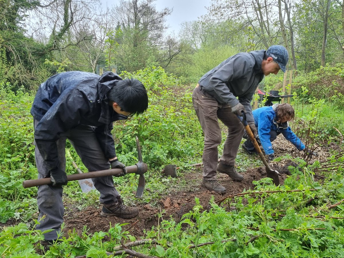 fruitnutvillage's tweet photo. More planting in #KingdomForestGarden today... Happy #EasterMonday. #Jostaberries #Redcurrant #Whitecurrant #Echinacea #Hawthorn #PerennialKale... and more! @TNLComFund https://t.co/GwwYKO6HYe