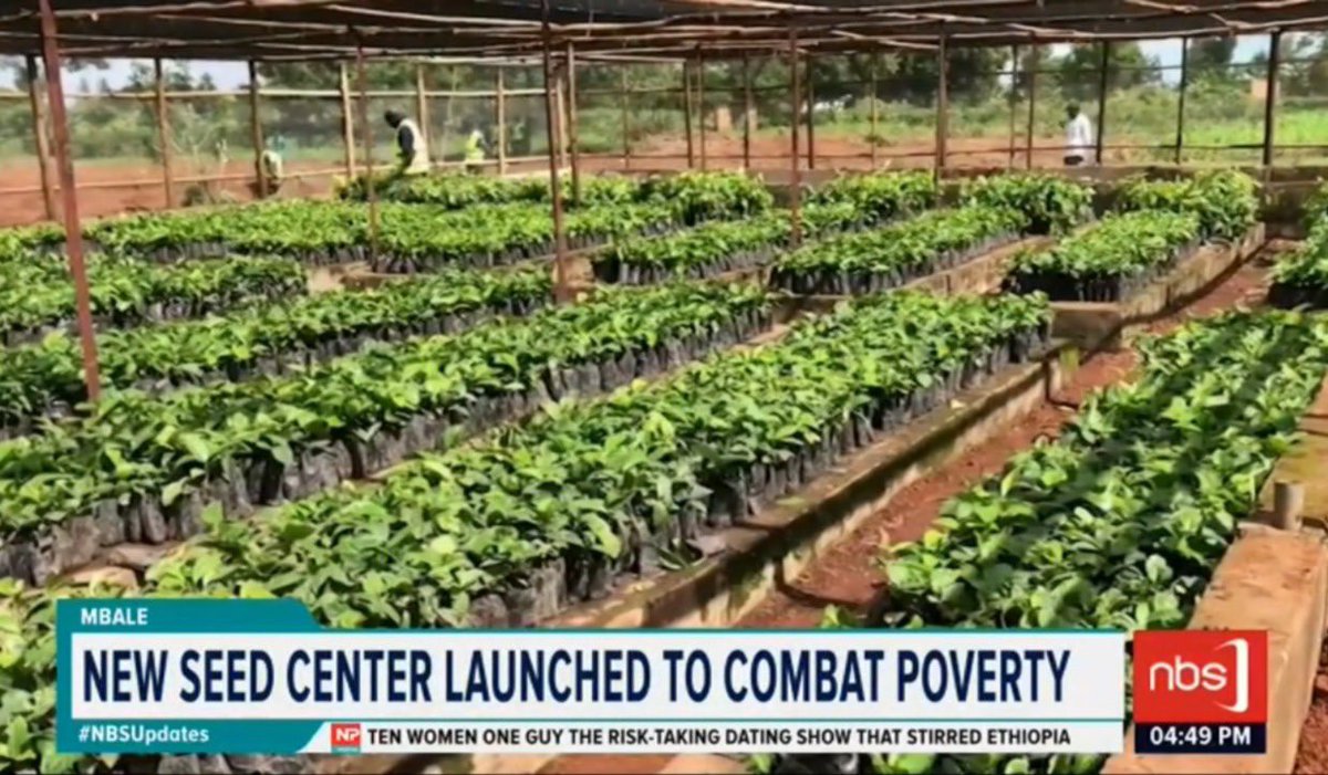 NBS Television (@nbstv) on Twitter photo The Ministry of Science, Technology, and Innovation, in partnership with Bukedi local governments, has launched a cocoa and coffee seed multiplication center under the Bukedi Strategic Plan.
<a href="/gmatembu/">Matembu Gerald</a>
#NBSAt430 #NBSUpdates The Ministry of Science, Technology, and Innovation, in partnership with Bukedi local governments, has launched a cocoa and coffee seed multiplication center under the Bukedi Strategic Plan.
<a href="/gmatembu/">Matembu Gerald</a>
#NBSAt430 #NBSUpdates