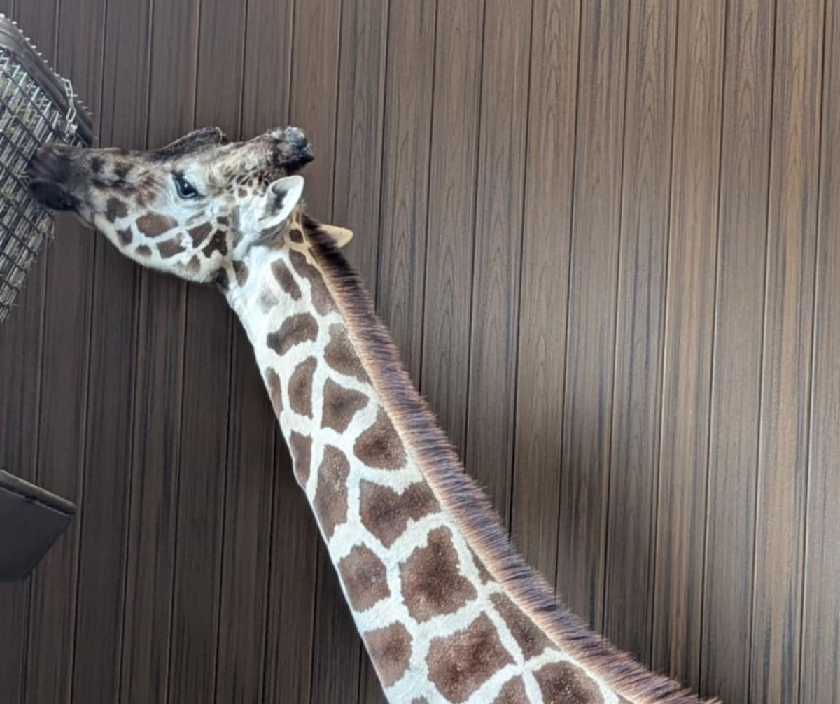 We are excited to share that the indoor Giraffe Discovery Center has some BEAUTIFUL new wall coverings! The giraffes seem to love it and we know you will, too - come out and see for yourself! The Feeding Experience is typically open daily 10:30am-1pm and 2pm-4:30pm. 🦒
