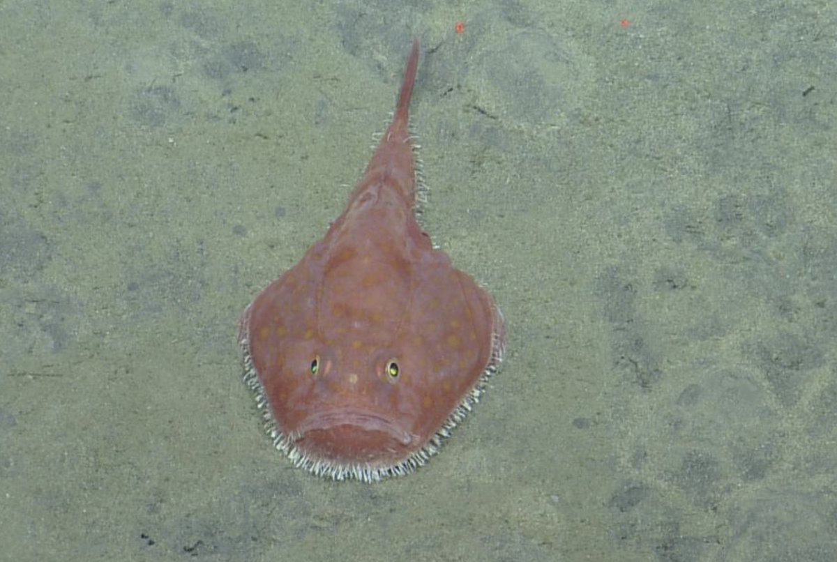 EVNautilus's tweet photo. This #toadfish (photographed by #ROVHercules on Kahouanne Seamount in 2013) is all of us on a Monday. https://t.co/z5k2rbgVCV