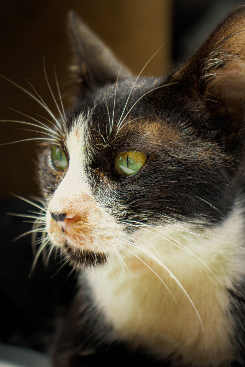 Street Cat Portrait 
#cat