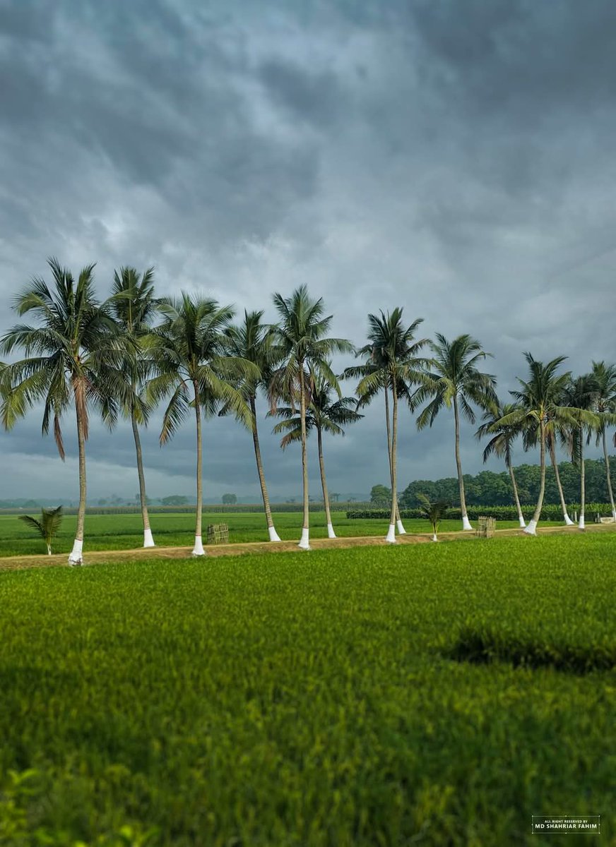 EverydayBGD's tweet photo. Beautiful Bangladesh π§π©. πΈ Shahriar Fahim. #trees #photo #beautiful #garden #river #sun #tree #flowers #green #picoftheday #cloud #water #sky #waterresources #everydaybangladesh #everydaybd #everydaybgd #everydayeverywhere #everydayasia #beautifulbangladesh #explore #life https://t.co/TXeNgMLp1b