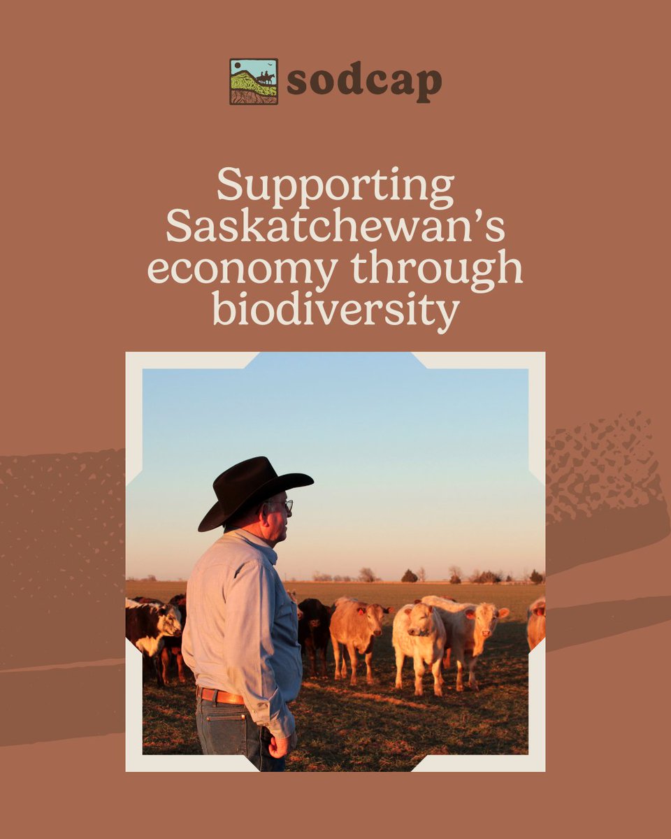 Did you know that native prairie habitat supports Saskatchewan’s economy? By conserving species at risk and their habitats, we help agriculture, ranching, and other industries grow alongside wildlife.