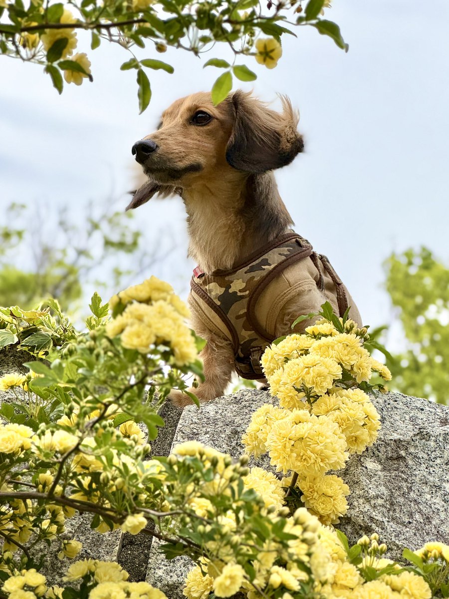モッコウバラの咲く公園を散歩。