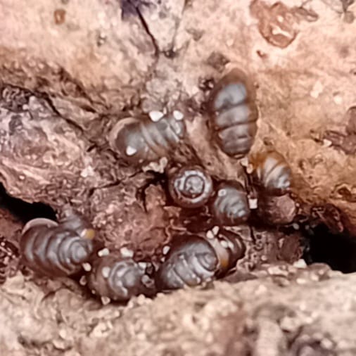 An early St. Mark's fly was spotted in the dunes this week, so called as they emerge around St. Mark's day April 25th!
Also, several tiny Chrysalis snails under a piece of dead elm, only a few millimetres long. 
Always something of interest to see when we are elm bashing!