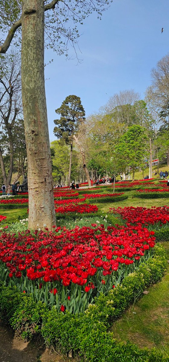 حبي يلوا yalova tweet media