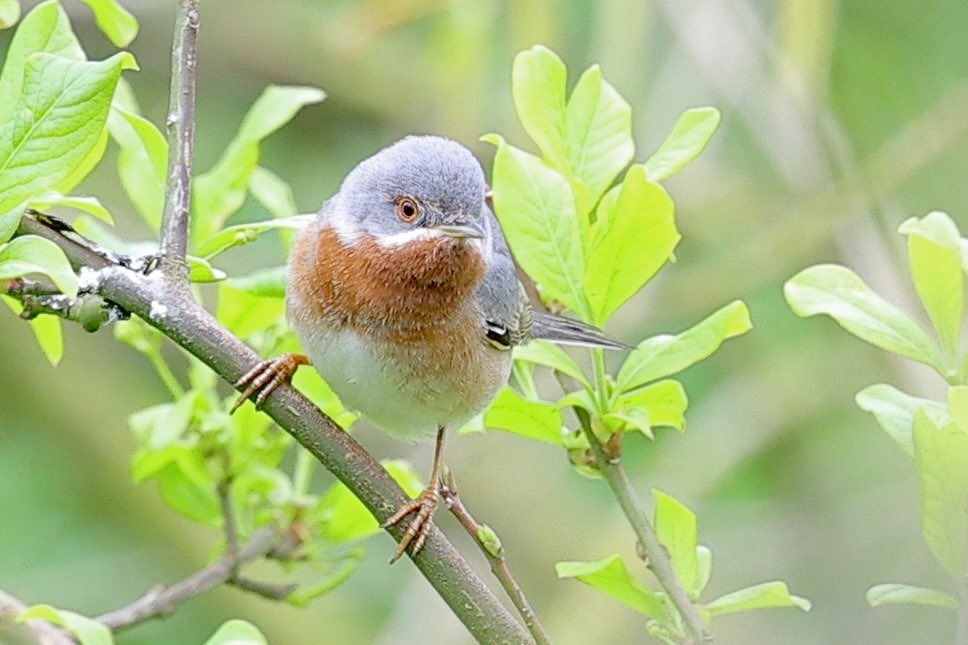 ScratchTrev's tweet image. Slipped away from Bempton this morning to see male Eastern Subalpine Warbler at Filey. Lush bird!!