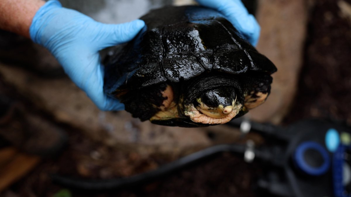 🐍 ARC Day is this Monday! 🦎
Join us for a full day of fun at the Clayton Family Amphibian and Reptile Conservation Campus. 🐊
🗓️ Schedule:
🟠 10:30 AM – Bog Turtle Biosecure Session
🟢 11:00 AM – Cuban Crocodile Keeper Chat
🔵 1:00 PM – Venomous Snake Handling Demo
🟣 1:45 PM –