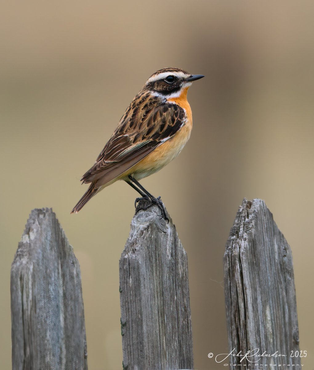 oldman65Suffolk's tweet image. A cracking male Whinchat at Shingle Street this morning
21/04/2025
@OlympusUK @OMSYSTEMcameras @BTO_Suffolk @SuffolkBirdGrp