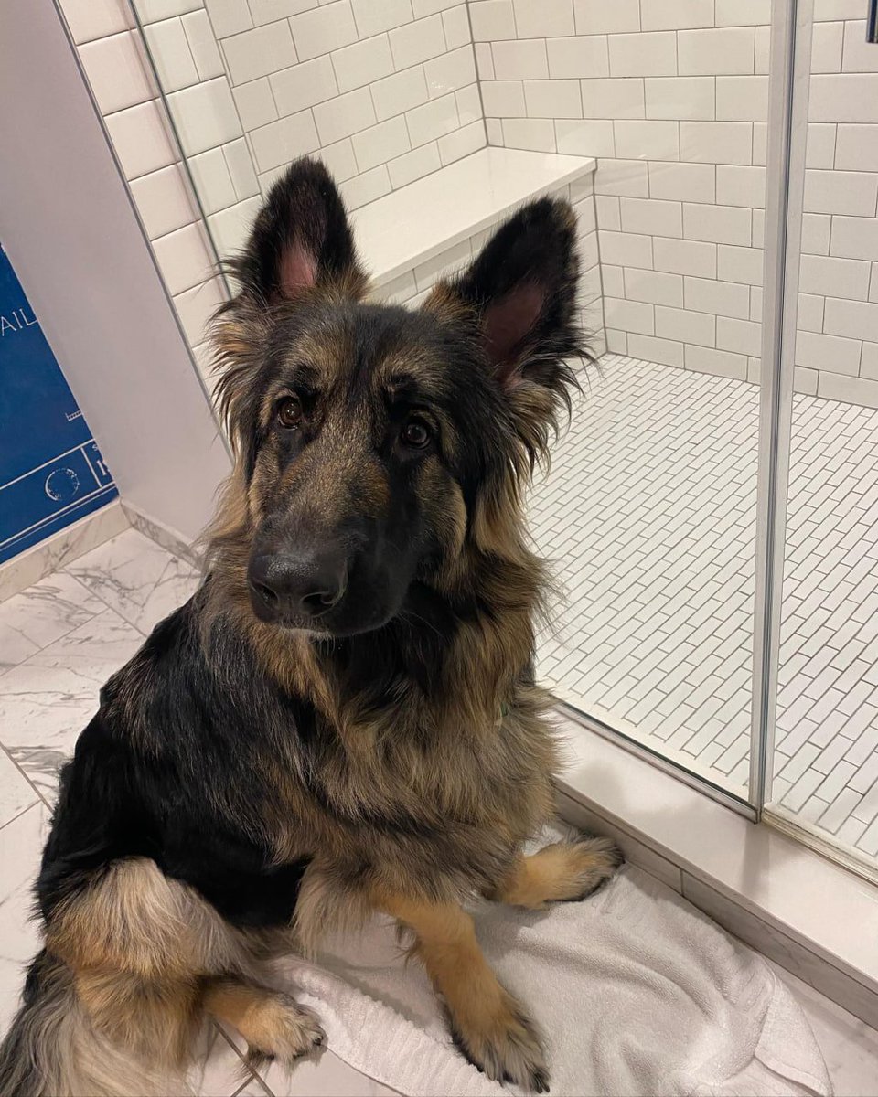 Bath time is upon us! This little guy is seated and waiting to be pampered. Look at his well-behaved face, it's almost like he's saying, 'I'm ready, hurry up and get me clean!' 😂 #waiting for a bath #german shepherd #petlife