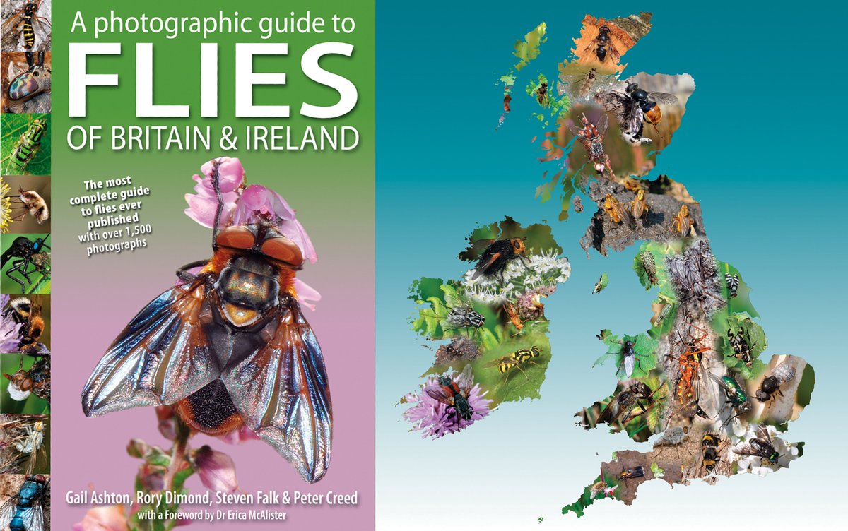 NatureBureau (@naturebureau) on Twitter photo NEW FLIES GUIDE due out Autumn 2025 - pre-publication offer for our 400-page guide to #FliesofBritainandIreland is now on – order here bit.ly/4dqQI8Z & save £££s on published price <a href="/StevenFalk1/">Steven Falk</a> <a href="/gailashton/">Gail Ashton 💚🪲🌍</a> <a href="/Ecoentogeek/">Rory Dimond 🌼🪰🌼🐝🌼🦟</a> <a href="/BBOWT/">BBO Wildlife Trust</a>
<a href="/DipteristsForum/">Dipterists Forum</a> <a href="/WildlifeTrusts/">The Wildlife Trusts</a> <a href="/flygirlNHM/">Dr Erica McAlister</a> NEW FLIES GUIDE due out Autumn 2025 - pre-publication offer for our 400-page guide to #FliesofBritainandIreland is now on – order here bit.ly/4dqQI8Z & save £££s on published price <a href="/StevenFalk1/">Steven Falk</a> <a href="/gailashton/">Gail Ashton 💚🪲🌍</a> <a href="/Ecoentogeek/">Rory Dimond 🌼🪰🌼🐝🌼🦟</a> <a href="/BBOWT/">BBO Wildlife Trust</a>
<a href="/DipteristsForum/">Dipterists Forum</a> <a href="/WildlifeTrusts/">The Wildlife Trusts</a> <a href="/flygirlNHM/">Dr Erica McAlister</a>
