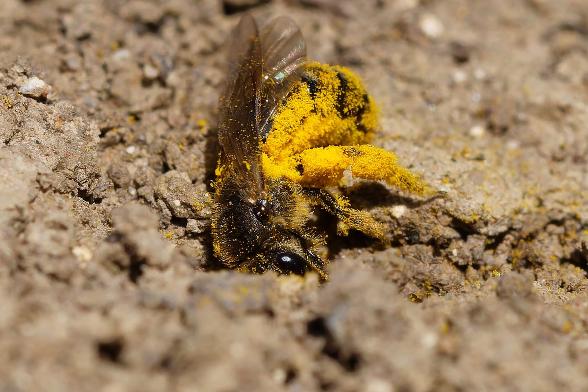 Mark Tyrrell (@marktyrrell66) on Twitter photo I’m struggling to ID these tiny bees. There were 30-40 buzzing along a chalk path. The females were burrowing into the hard bare ground (a path). There were plenty of Dark-edged Beeflys and Goodens Nomads Bees around. Lassioglossum or Halictus. <a href="/StevenFalk1/">Steven Falk</a> <a href="/BumblebeeTrust/">Bumblebee Conservation Trust</a> I’m struggling to ID these tiny bees. There were 30-40 buzzing along a chalk path. The females were burrowing into the hard bare ground (a path). There were plenty of Dark-edged Beeflys and Goodens Nomads Bees around. Lassioglossum or Halictus. <a href="/StevenFalk1/">Steven Falk</a> <a href="/BumblebeeTrust/">Bumblebee Conservation Trust</a>