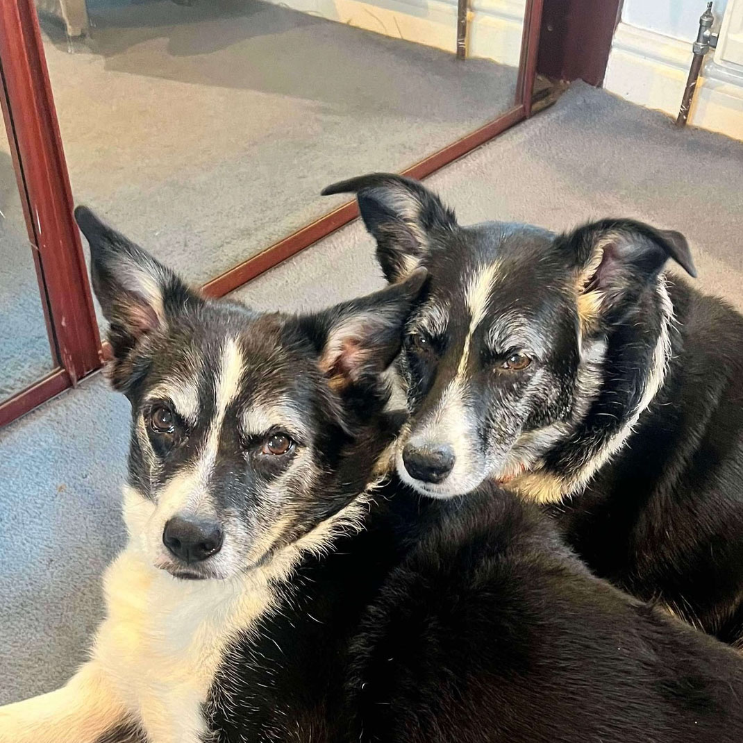 rescuedoggypaws's tweet image. Ringo and Dylan are in foster in #Stockport and are 10 year old bonded Border Collies. They must be homed together as they've lived together since birth. Both can live with other dogs and children
amiciidogrescue.org.uk/adopt-a-dog
#Manchester #Warrington #Leeds #Bradford #Oldham #Sheffield