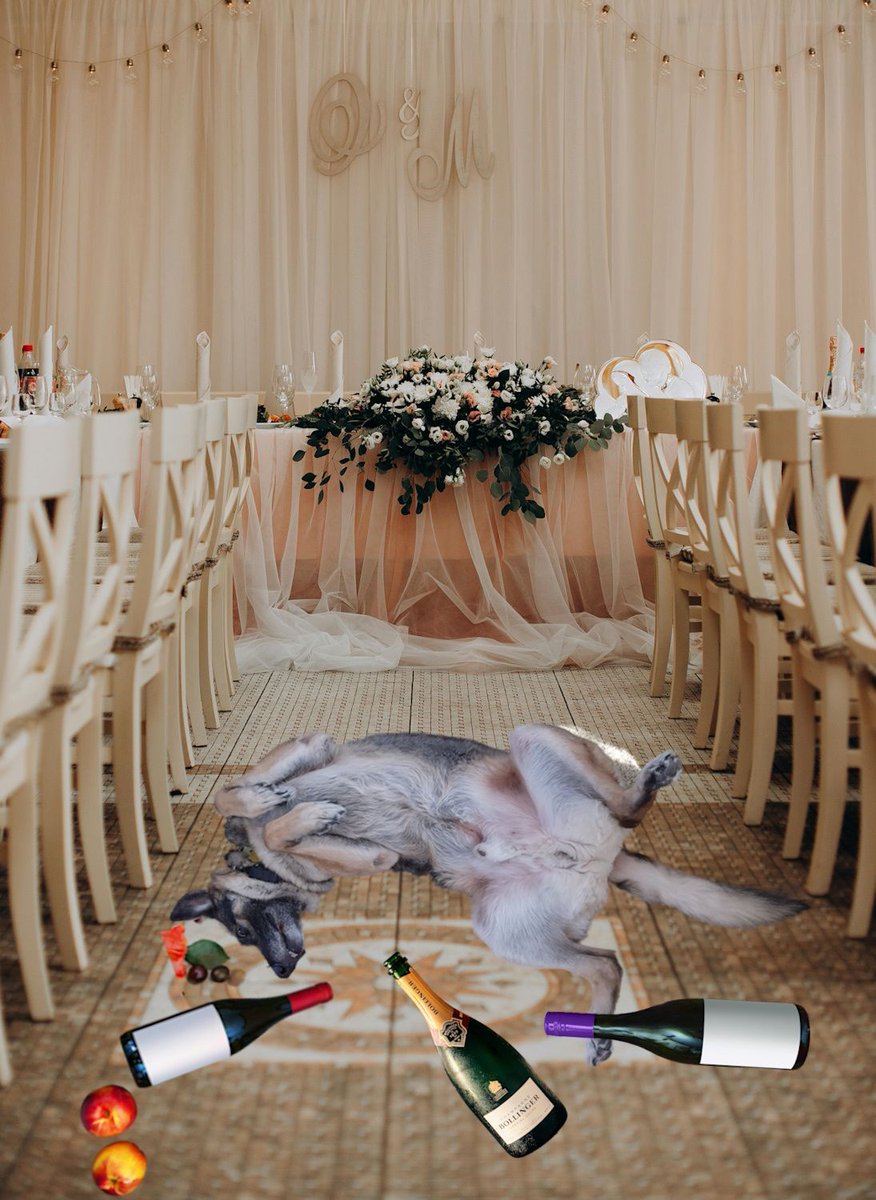 Wedbyjean's tweet photo. Want to be a paws-itively perfect wedding guest? 🐶
Your Chief Barketing Officer is here with 3 BIG don'ts:
🚫 Don’t be late
🍷 Don’t overindulge
🎤 Don’t upstage the entertainment
Avoid these faux-paws and you’ll be golden!
#MemoFromTheCBO #WeddingGuestTips #DogsKnowBest https://t.co/OXErKbyeIG
