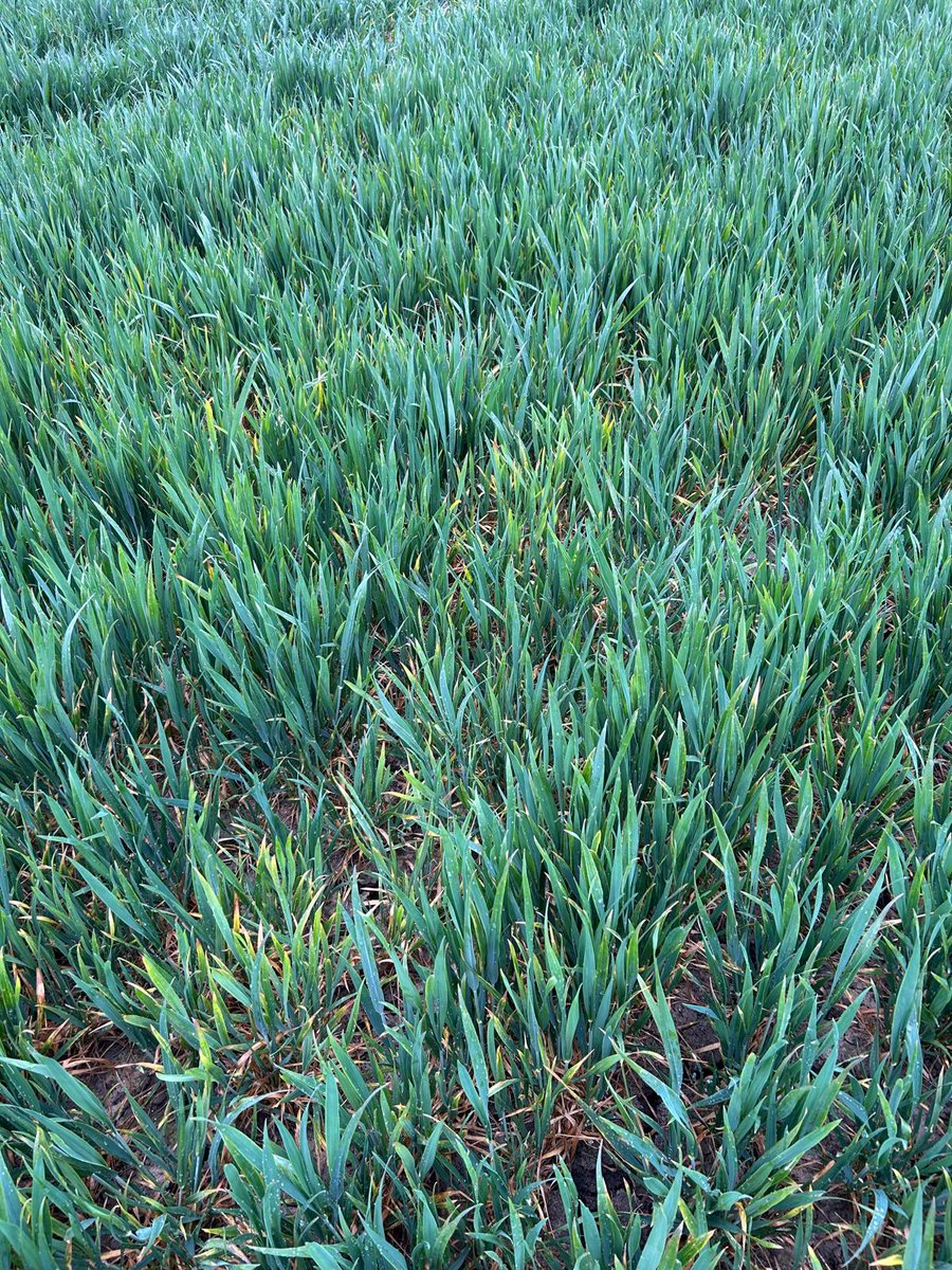 Peter Cowlrick (@petercowlrick) on Twitter photo <a href="/No1FarmerJake/">Jake Freestone</a> <a href="/TJex_RegenAg/">Todd Jex</a> <a href="/AgriiUK/">Agrii</a> Also not sure how resilient both resistant & tolerant types will prove under high pressure, as even September drilled BYDV resistant Goldfinch is currently showing up what looks suspiciously like BYDV - samples to be submitted to check for leafhopper transmitted WDV <a href="/No1FarmerJake/">Jake Freestone</a> <a href="/TJex_RegenAg/">Todd Jex</a> <a href="/AgriiUK/">Agrii</a> Also not sure how resilient both resistant & tolerant types will prove under high pressure, as even September drilled BYDV resistant Goldfinch is currently showing up what looks suspiciously like BYDV - samples to be submitted to check for leafhopper transmitted WDV