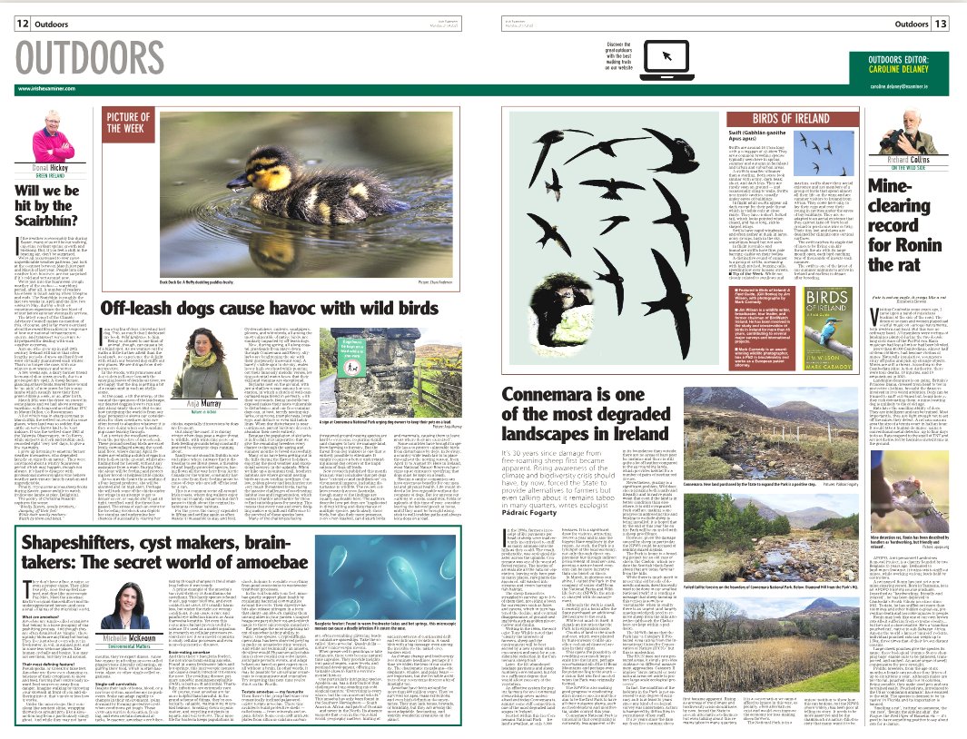 CarDelaney's tweet image. exa.mn/t7z
‣ Off-leash dogs cause havoc with wild birds
‣ Scairbhín (scaraveen) time
‣ The degraded Connemara landscape
‣ Secret world of amoebae
‣ Ronin rat&apos;s mine-clearing record
‣ Swifts
📷Duckling, Cork
@RushyMountain
@palaeo_mich
@MiseAnja @whittledaway