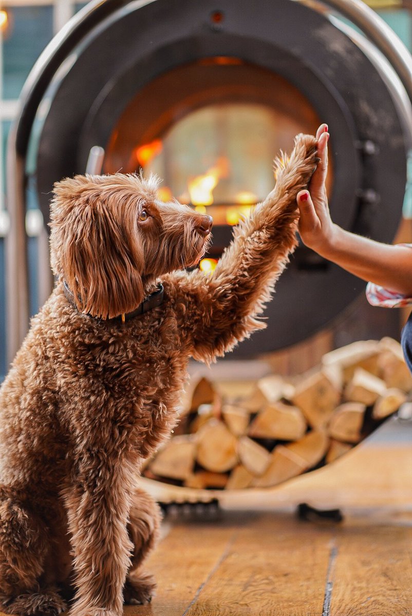 Paws up if you survived the Bank Holiday 

#bankholiday #longweekend