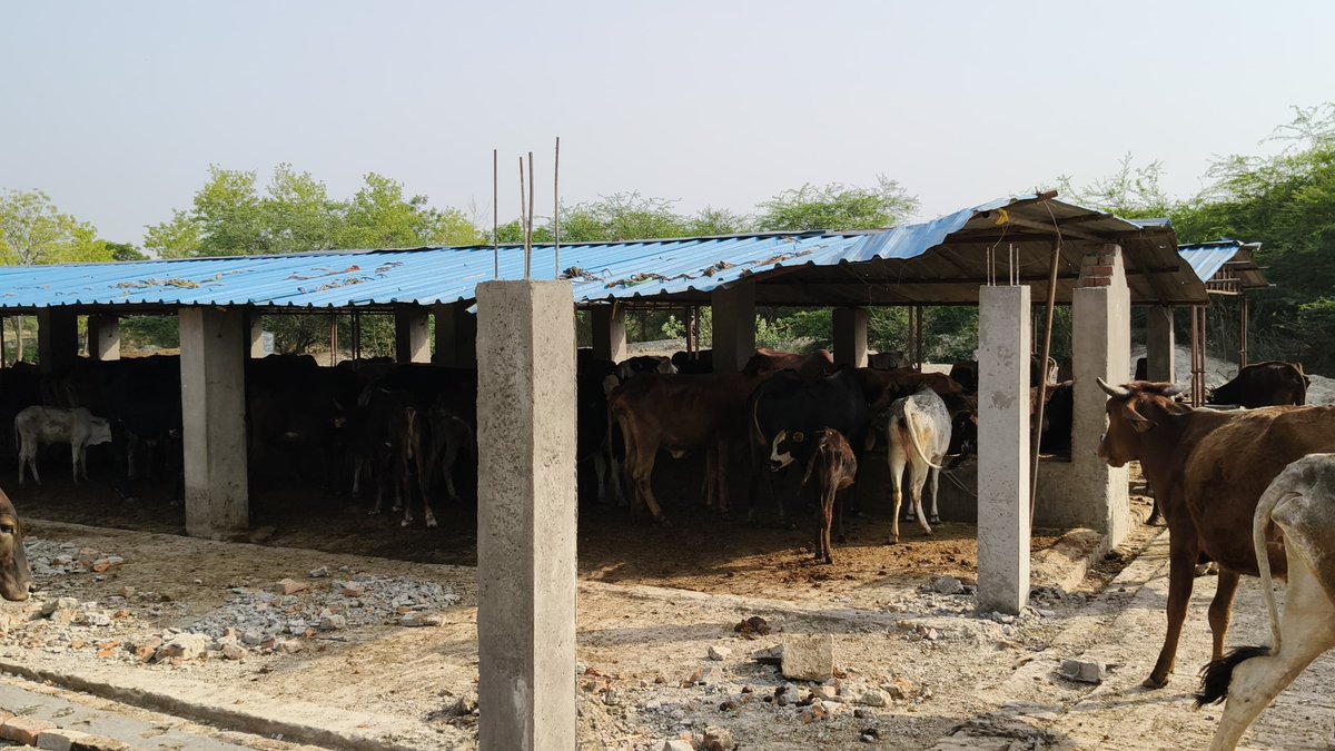 दिनांक 21/04/2025 को गोवंश आश्रय स्थल पीढ़ी, वि0ख0 जयसिंहपुर का निरीक्षण कर गोवंशों को लू/तेज हवा से बचाव हेतु समस्त उपाय करने के संबंधित को दिए गए आवश्यक दिशा-निर्देश।