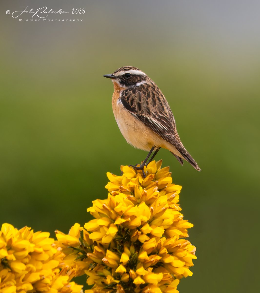oldman65Suffolk's tweet image. A cracking male Whinchat at Shingle Street this morning 21/04/2025
@OlympusUK
@OMSYSTEMcameras
@BTO_Suffolk
@SuffolkBirdGrp