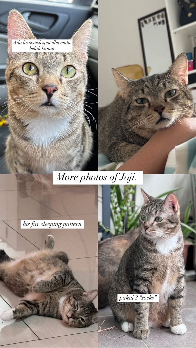 izzyumi's tweet photo. Lahh sian Joji. Sesapa yang jumpa atau terambil Joji tolonglah pulangkan ke mak dia ye. Sian dia kucing introvert 😔 Tapi dia tahu nama dia Joji. Bukan kucing saya. Saya tolong share je. Jumpa kat fb https://t.co/y3XXXpzxGR