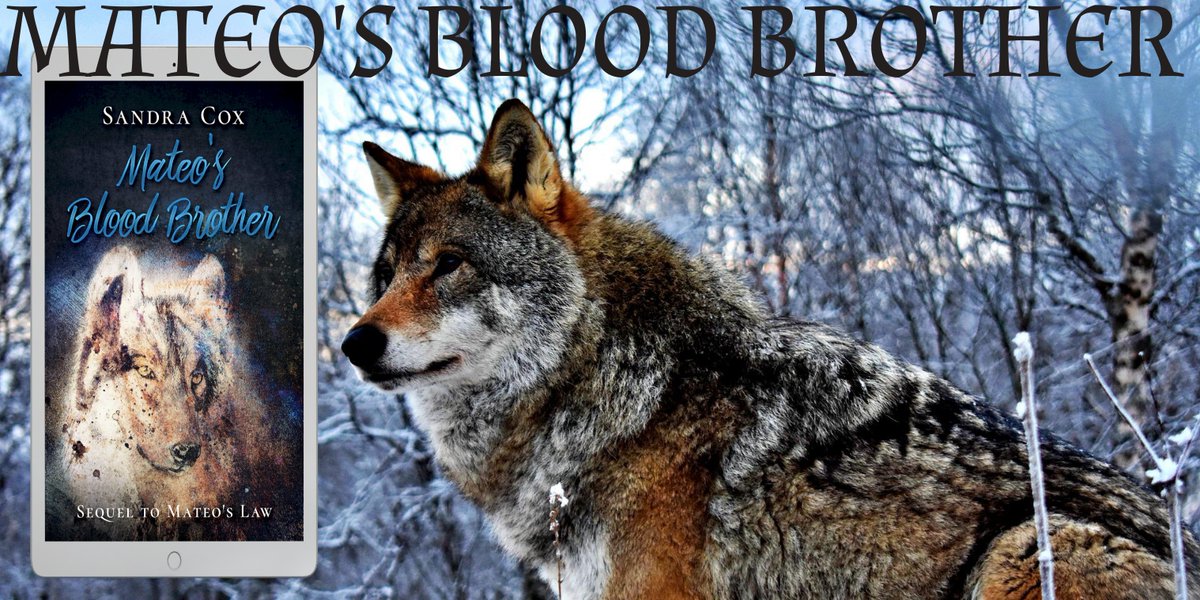 MATEO’S BLOOD BROTHER by <a href="/Sandra_Cox/">Sandra Cox</a>.

tinyurl.com/MateosBloodBro…

Behind the amiable facade is a man who’s tough and determined.
He’s Mateo’s Blood Brother.
Sequel to MATEO’S LAW.

⭐#KindleUnlimited ⭐
#werewolves #western #romance #paranormal #PNR #shifters #books #ebooks