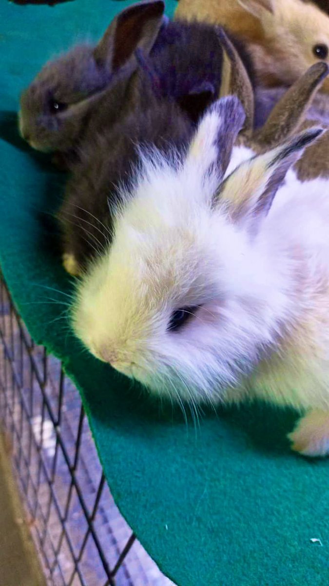 lucu banget kayak pake eyeliner. 😭