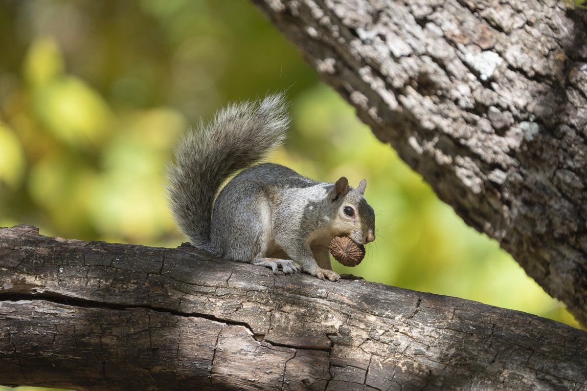 Want to attract more wildlife to your property? Grow your own all-you-can-eat buffet of fruiting trees and shrubs. 🌳🍽️🦌

Shop wildlife-attracting tree and shrub species on our seedling store: buyvatrees.com/product-catego…