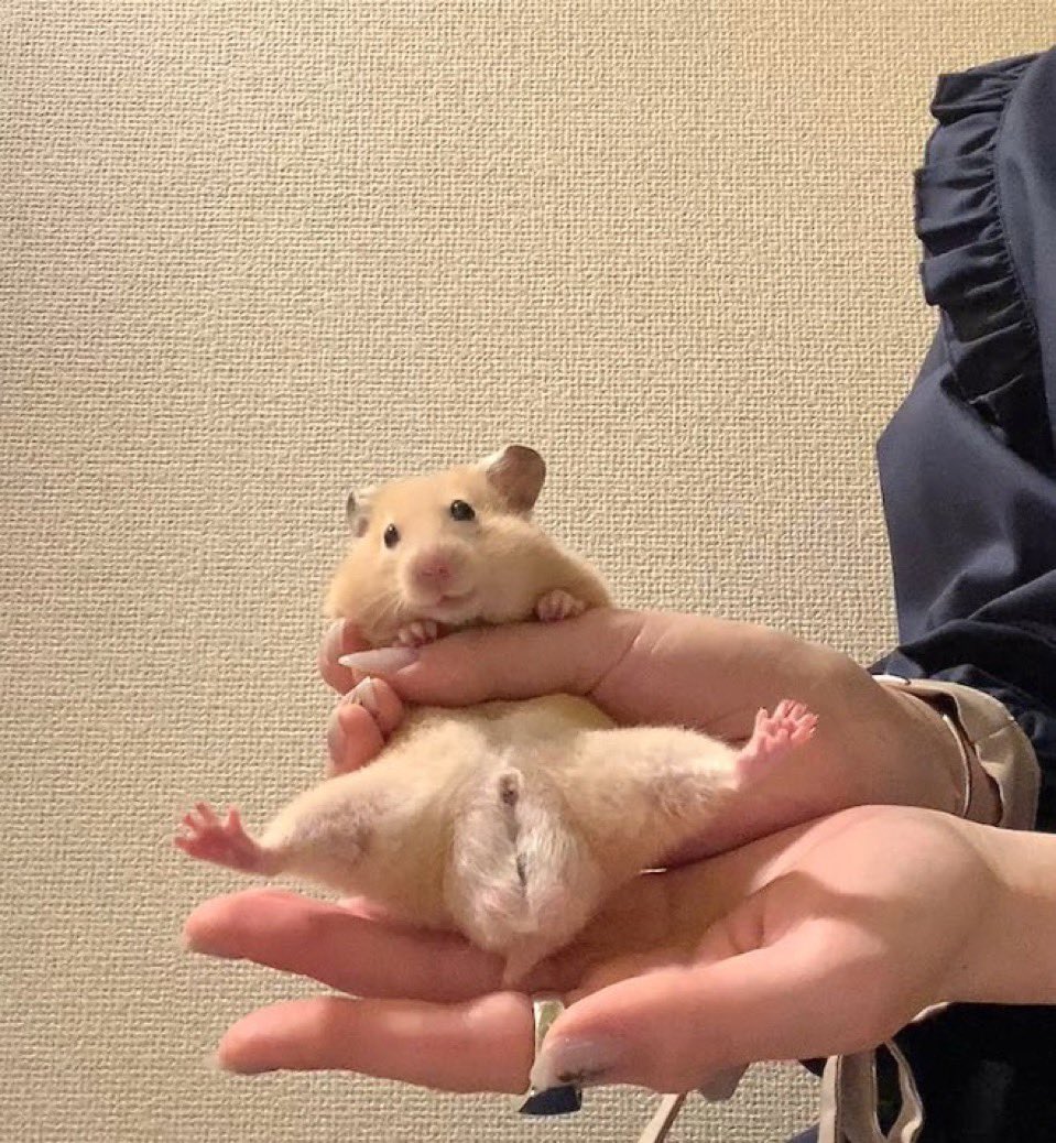 <a href="/elonmusk/">Elon Musk</a> Have you seen the viral hamster referred to as “Okintama” aka Golden Balls? 

Word on the street is all of the Dems donated their balls to this guy