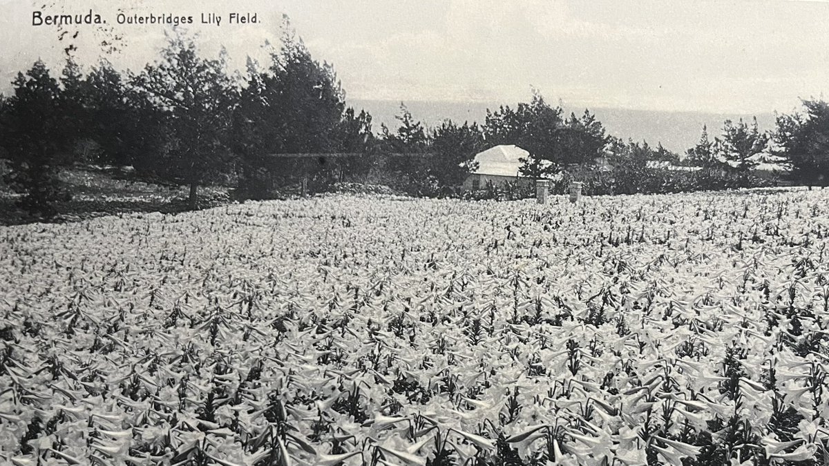 thekeyholehouse's tweet photo. The Easter Lily Legacy is a tale that begins on a dark and stormy night off the coast of Bermuda in 1855. You can read it at the https://t.co/1b4BsKdBnl https://t.co/Qnfy8qDzVK