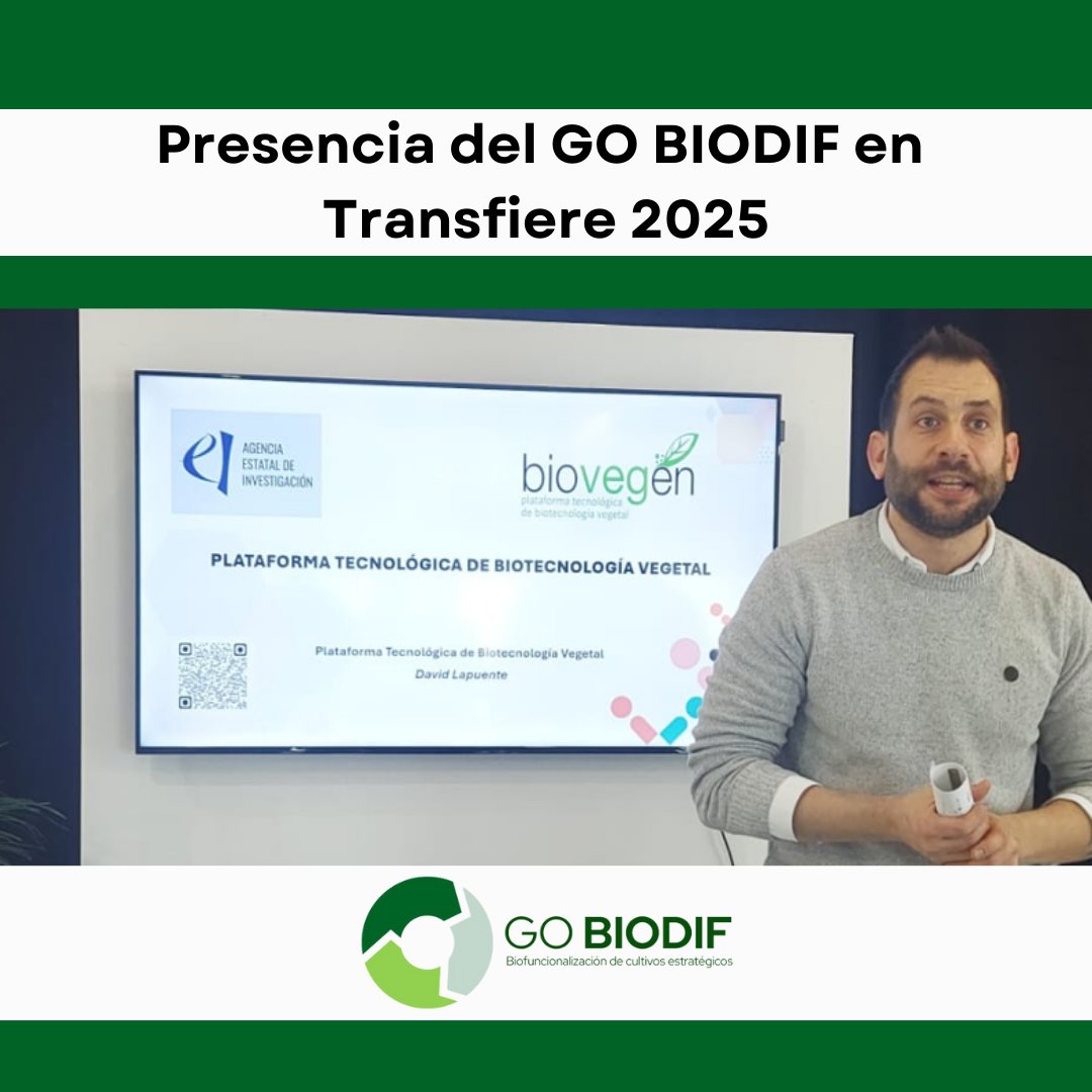 gobiodif's tweet image. 📢 Presencia del GO #BIODIF en @ForoTransfiere 2025
👉🏻 Durante el evento, varios miembros del Grupo Operativo BIODIF presentaron los avances del proyecto, centrado en la biofuncionalización de cultivos estratégicos 🍅tomate, 🌽maíz y 🫒olivo mediante el uso de nanotecnología🧪