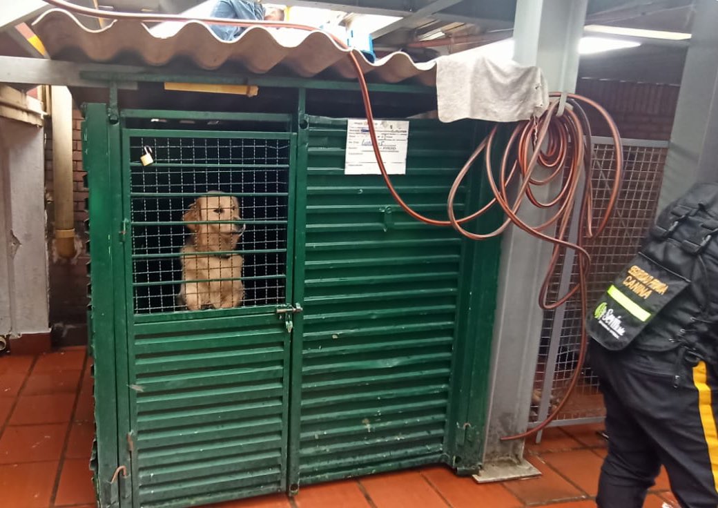 AnimalesBOG's tweet photo. #AEstaHora El director del IDPYBA lidera visita de inspección a caninos de seguridad del Centro Comercial Andino.

Estamos comprometidos con hacer cumplir las normas que protegen a los caninos de vigilancia y evitar situaciones de maltrato. #BogotáMiCiudadMiCasa es animalista. https://t.co/iRqDUyrWUj