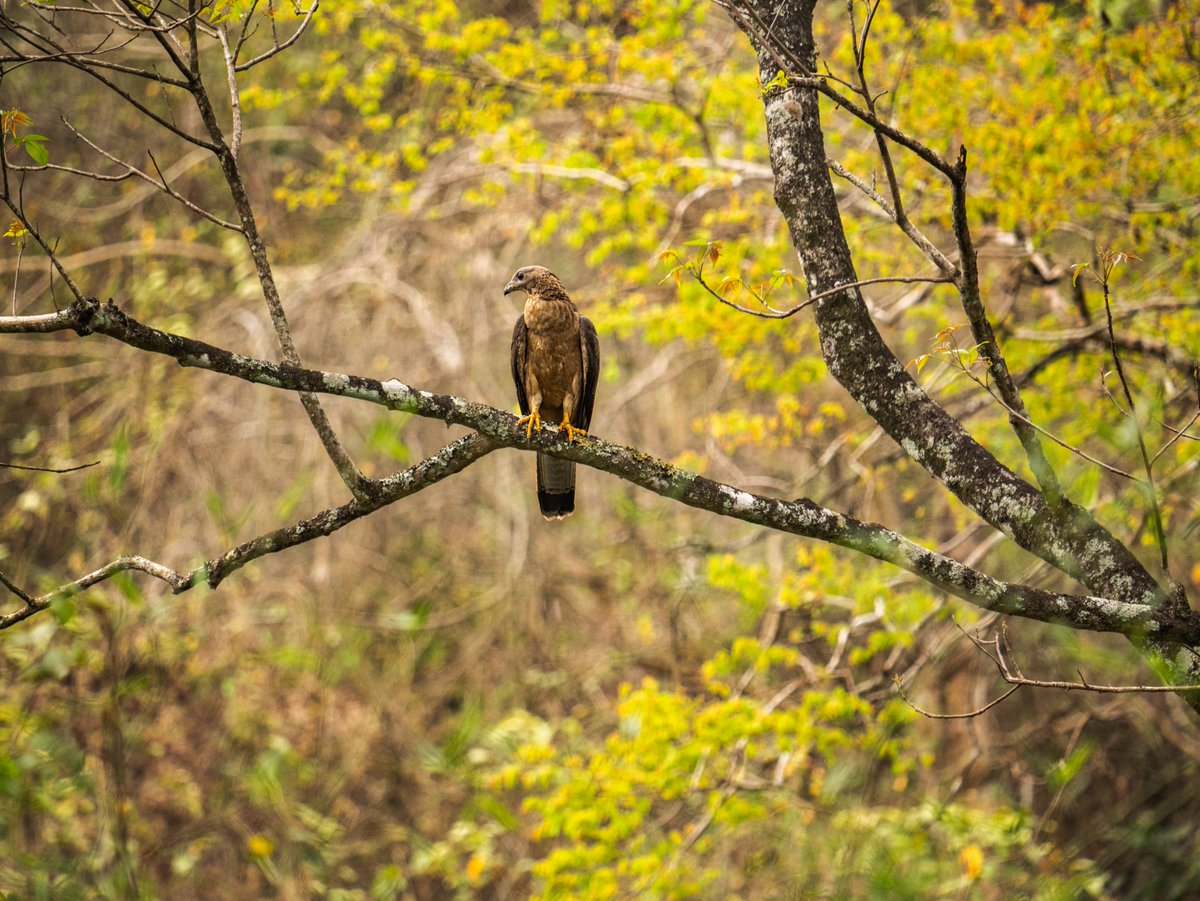 deranphotog's tweet photo. #OrientalHoneyBuzzard#birdphotographersofindia
#best_bird_photography
#birdphotographyindia
#wildlifephotographer
#birds #nature #motionpictureperfect #PanasonicLumix #lumixGH7 #lumix #ChangingPhotography #lumixindia #lumixphotography #DeRaN #deranphotography https://t.co/m03caVldxY