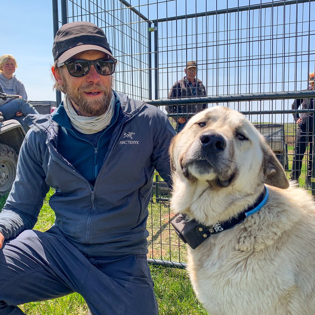 VoyaWolfProject's tweet photo. There were 136 verified depredations by wolves on livestock and pets in Minnesota last year, the most ever in the state. The bulk of those depredations occurred in spring, almost certainly because many wolves came out of the historically-mild winter of 2023-2024 in poor body condition and were hungry.

In response to the depredations, 238 wolves were killed across the state with the intent of removing the problem individuals.

Despite these record-levels of depredations, the large cattle ranch in the middle of the Greater Voyageurs Ecosystem, which has been plagued by wolf issues for over two decades, did not have a single depredation. No issues at all.

In fact, there was no evidence that any wolves stepped foot on this ranch, aside from one individual who slipped on briefly after flooding blew out a chunk of fence.

In fact, this large cattle ranch, perhaps the largest in northern Minnesota, is situated in the densest wolf population of not only Minnesota but in almost all of North America.

As such, this ranch had constant issues with wolves killing calves for years, and in response up to 16 wolves were killed per year on the ranch. And yet, despite this, the problems continued with no end in sight.

However, this ranch has gone from a wolf haven to a wolf desert.

This 180 degree change is due to a collaborative effort between the rancher, Wildlife Services, and our project, where we installed woven wire fencing around the ranch and added several Livestock Protection Dogs. This proactive, preventative, and non-lethal approach has clearly been effective.

If ever there was a year when this ranch should have had issues, it was last year when depredations were at record-levels. But all was quiet. Indeed, last year was the first time in the past 20 years, per the recollection of the rancher, that he has not had issues with wolves.

Proactive, non-lethal solutions undoubtedly cost more up front but they almost certainly pay for themselves in the long run, especially when large parts of the funding are covered by non-profits.

Most importantly, proactive solutions allow ranchers and farmers to have peace of mind knowing they don’t have to worry every night about whether their livestock will be killed by wolves.

Insofar as we can see it, such proactive solutions appear a win-win for everyone.

We cannot stress enough how much of a collaborative effort the work on this ranch was (and still is!). We continue to have great collaboration with Wildlife Services to ensure this proactive approach remains successful in the long-term. 

And we cannot stress enough how valuable the contributions were from a variety of organizations who provided funding and support for this effort including: Minnesota Department of Agriculture, International Wildlife Coexistence Network, Wildlife Science Center, Summerlee Foundation, Humane Society of the United States, Wildlife Services, and private donors.