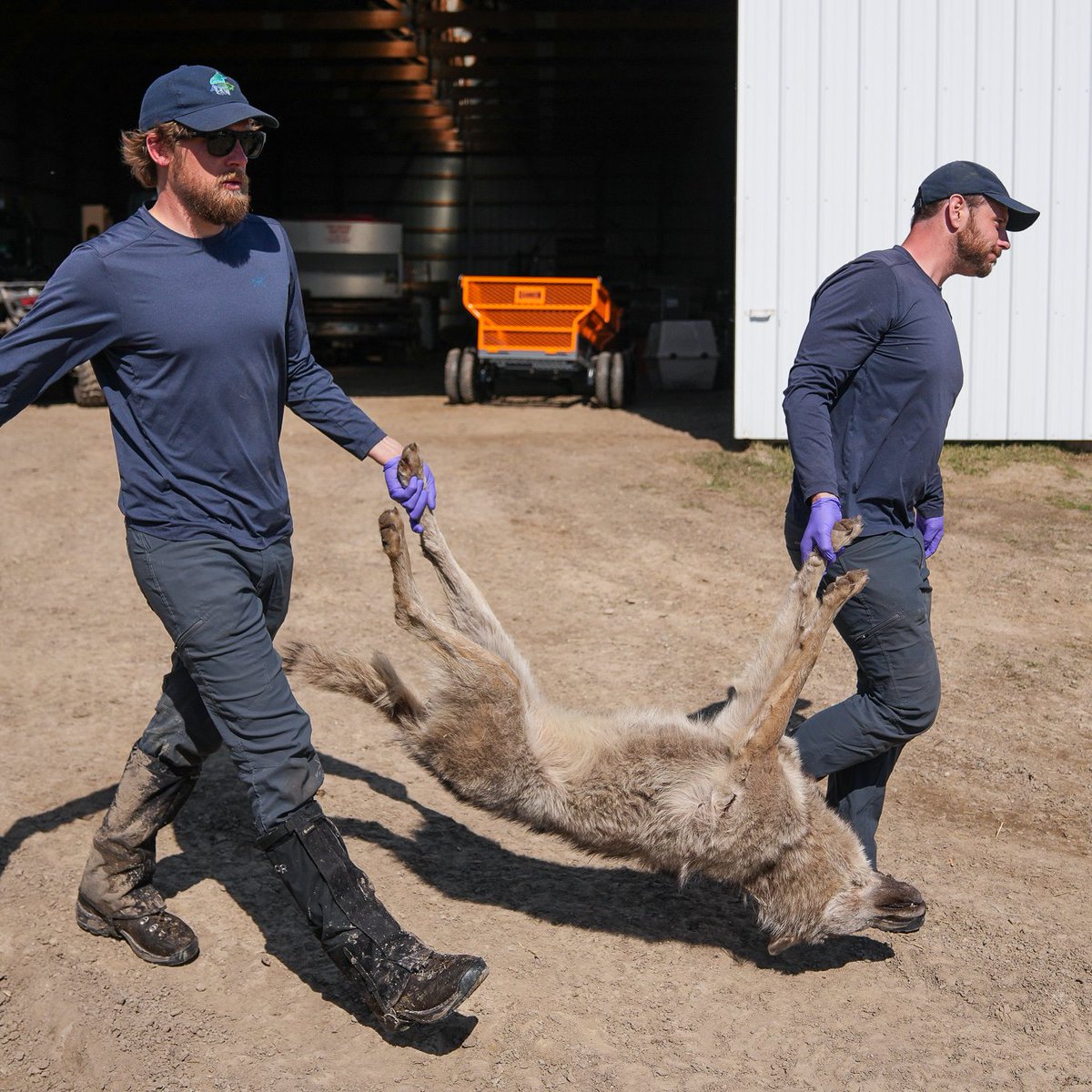 There were 136 verified depredations by wolves on livestock and pets in Minnesota last year, the most ever in the state. The bulk of those depredations occurred in spring, almost certainly because many wolves came out of the historically-mild winter of 2023-2024 in poor body