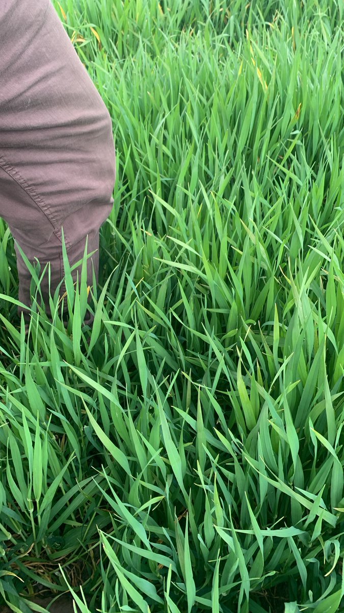 LG Caravelle looking very well in North Herefordshire!

Drilled 18th September 

Find out more about this high yielding 2 row winter barley 
👉 bit.ly/3Ri4nXp