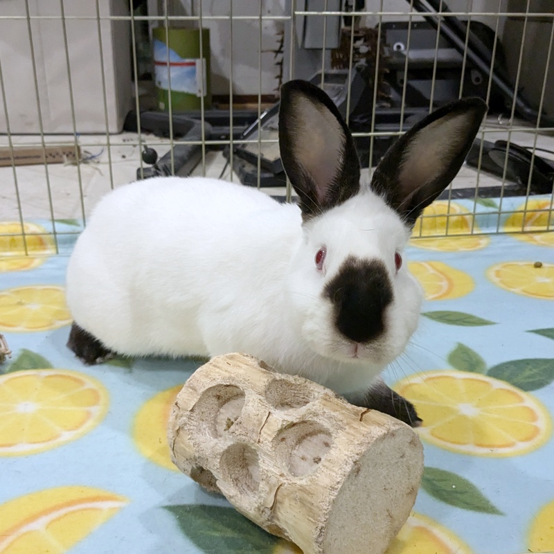 SSBunnyBoarding's tweet photo. Boarders are always welcome to bring their own bedding and toys! However, we only request that you check in before bringing in super bulky goods that may need storage or will not fit in their pen as we can be short on room sometimes. #ssbunnyboarding https://t.co/TgeCL2VsMP