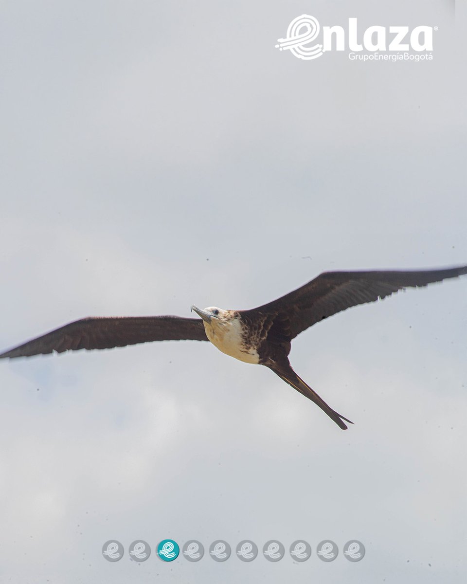 EnlazaGEB's tweet photo. El Círculo de la Palabra, liderado por Parques Nacionales Naturales, reunió a voces de la Asociación Calidris, AGO, Enlaza, del Grupo Energía Bogotá y otras entidades que se suman al diálogo ambiental con acción y escucha activa.

Porque hablar también es sembrar esperanza.
🌿💬 https://t.co/IgaAoNO0TU