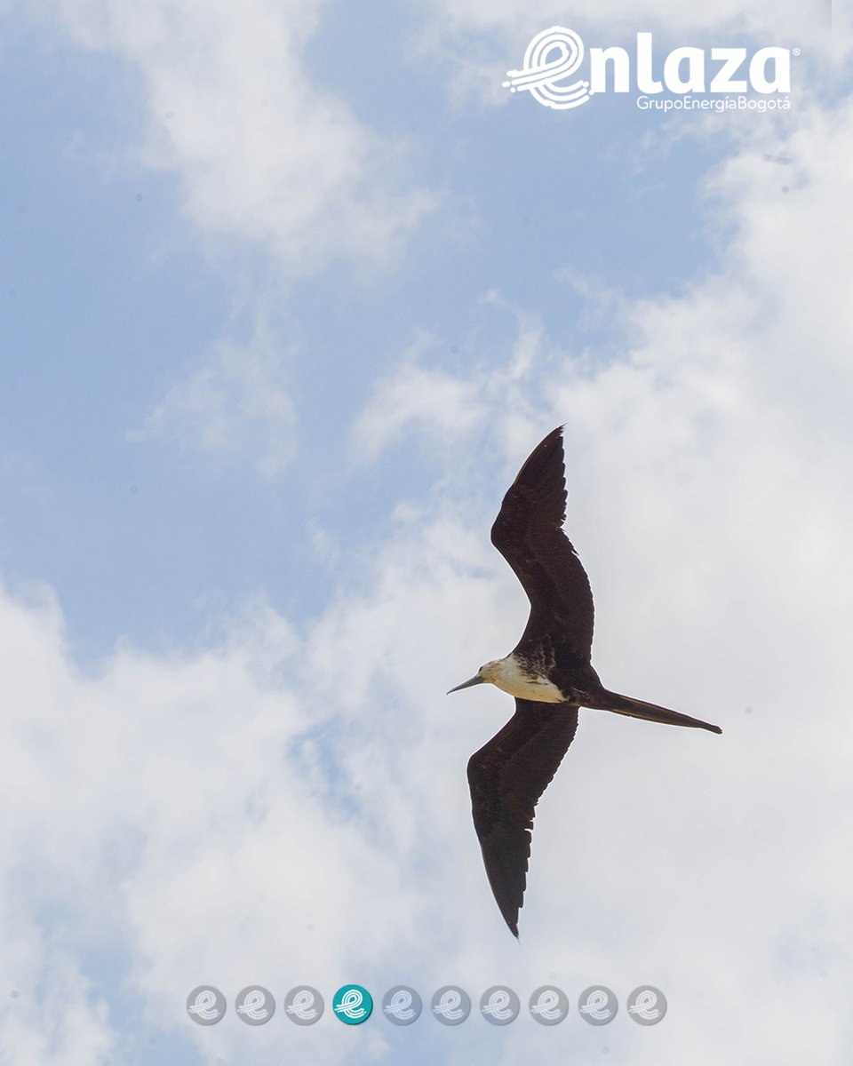 EnlazaGEB's tweet photo. El Círculo de la Palabra, liderado por Parques Nacionales Naturales, reunió a voces de la Asociación Calidris, AGO, Enlaza, del Grupo Energía Bogotá y otras entidades que se suman al diálogo ambiental con acción y escucha activa.

Porque hablar también es sembrar esperanza.
🌿💬 https://t.co/IgaAoNO0TU