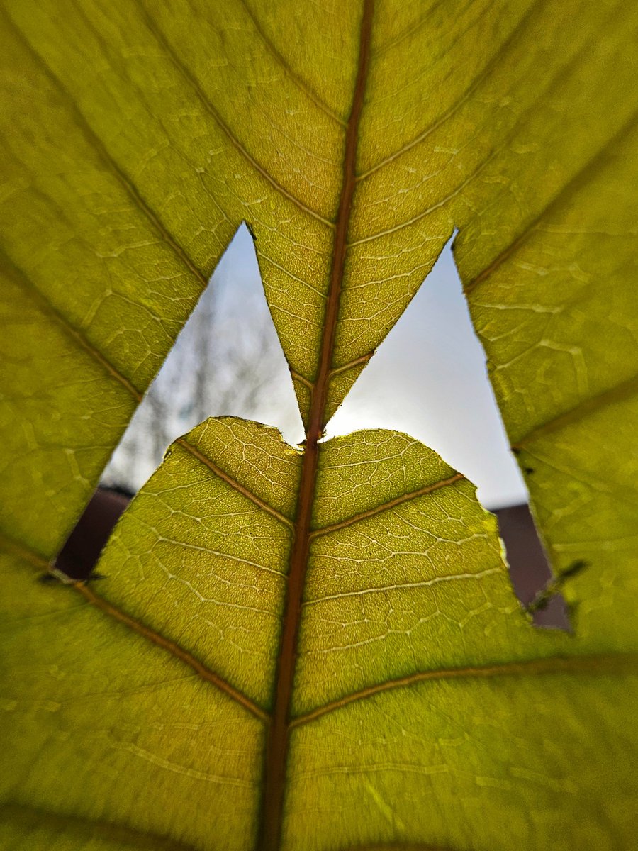 Bhuvan_RJ46's tweet photo. #HelloMoto
Hereโs my unique creation for the #MotoLogoChallenge โจ
My creativity reflects the elegance of nature and reimagines the world through the lens of the #MotorolaEdge60Stylus
Every frame captures a story,a vision, a moment.โค๏ธ
#FlexYourCreativity
Thanks @motorolaindia ๐ https://t.co/o4pwmcZ2NM