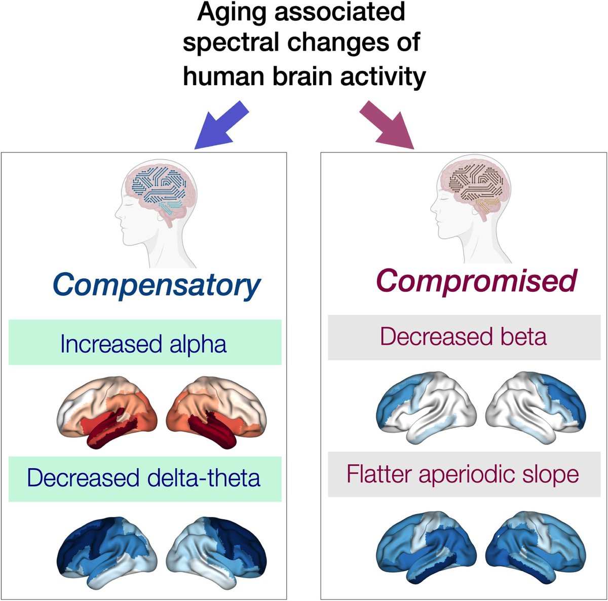 braincomms's tweet photo. Ranasinghe et al. report that in healthy ageing, MEG shows rising alpha &amp; falling delta–theta power linked to better cognition—suggesting compensatory mechanisms; beta decline may reflect risk. Please read at: https://t.co/jkaMVTcFjR https://t.co/Z0thsUpCoY