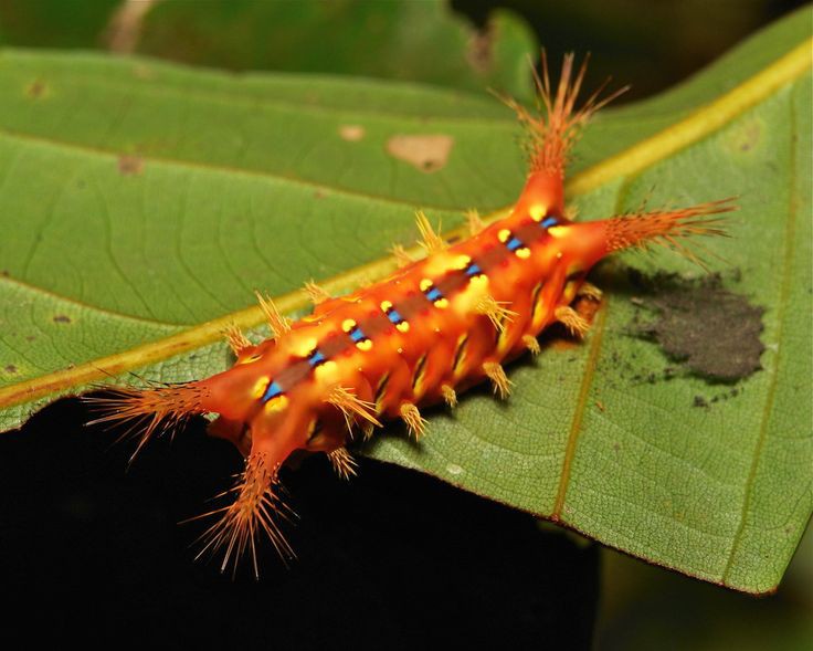 stinging nettle slug caterpillar