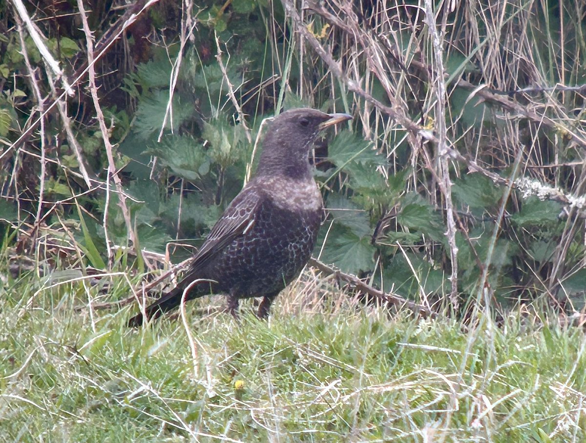 Steven Clinch tweet media