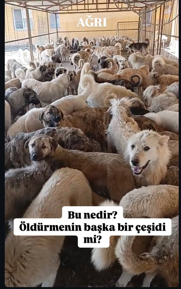 Bu neeeee allah'ınız yok mu sizin be Allahsız Kitapsızlar