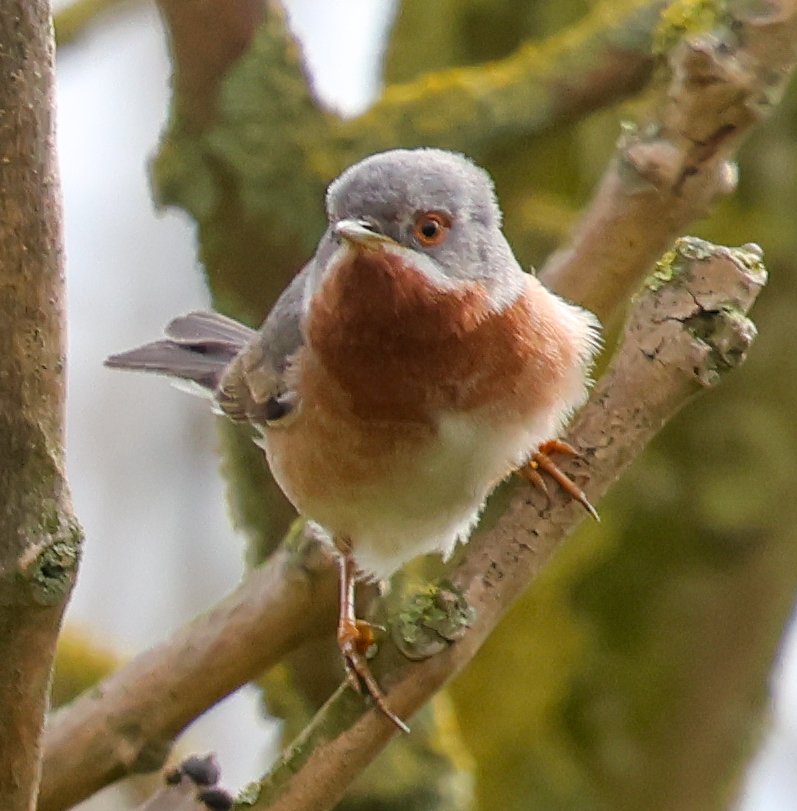 ClippoSteve's tweet image. Eastern Subalpine Warbler from Today @FileyBirdObs