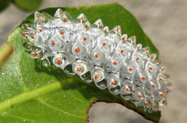jewel caterpillar (,,>﹏<,,)