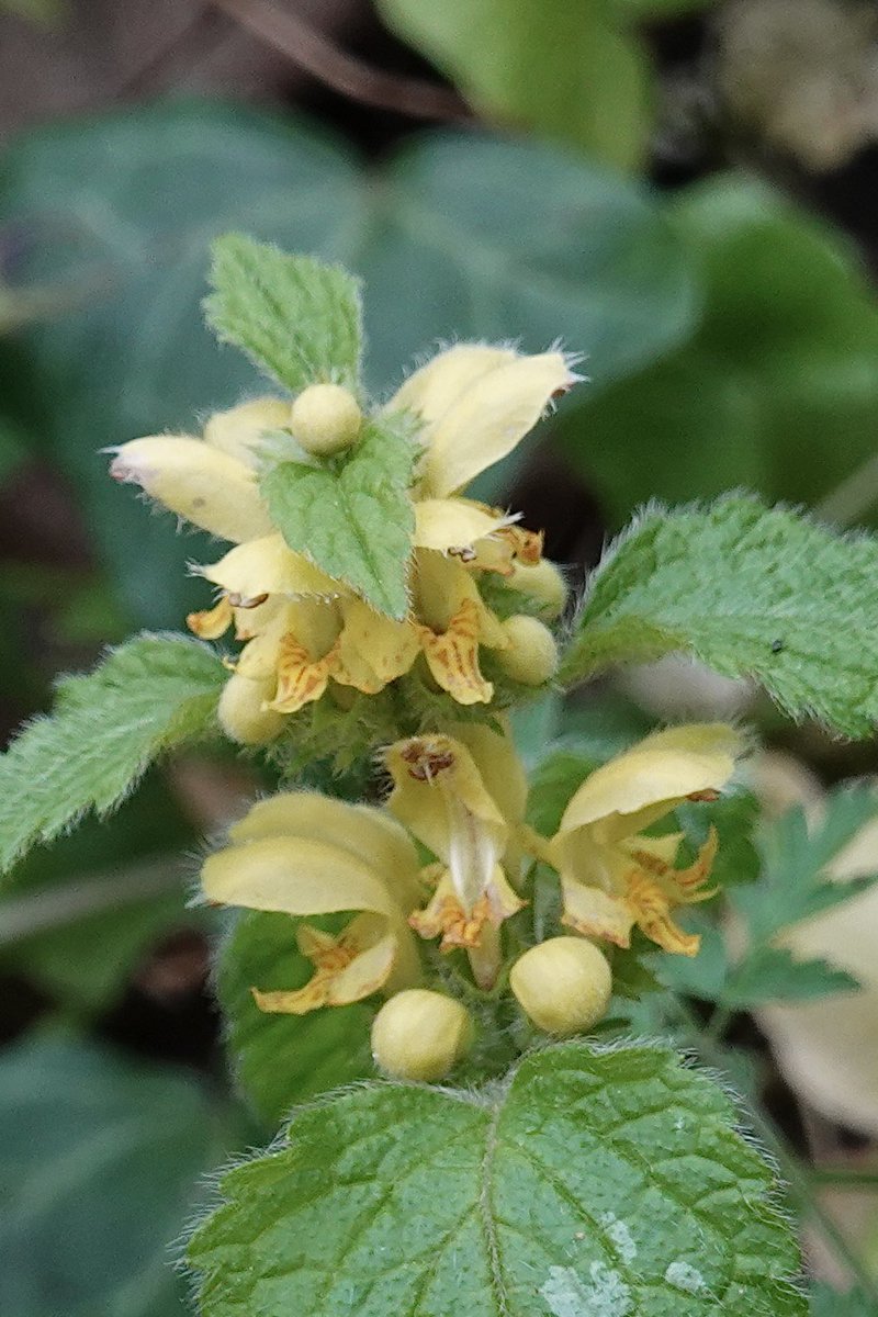 border70's tweet image. A lovely spring in Hampshire.