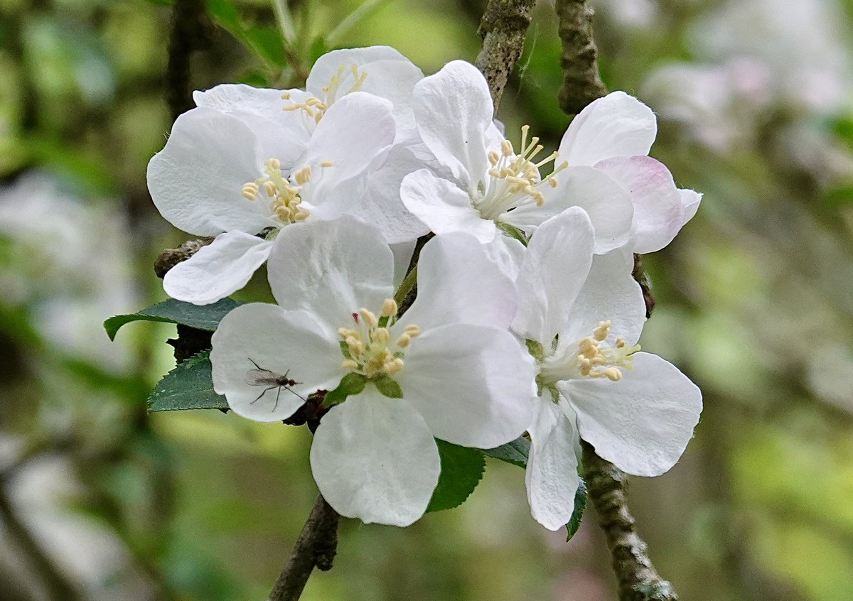 border70's tweet image. A lovely spring in Hampshire.