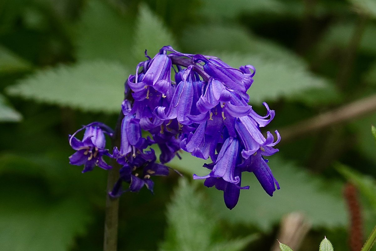 border70's tweet image. A lovely spring in Hampshire.